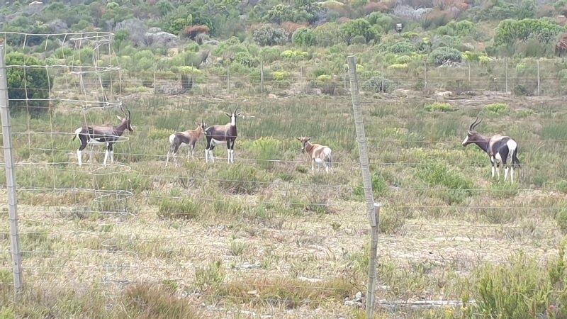 0 Bedroom Property for Sale in Stilbaai Rural Western Cape